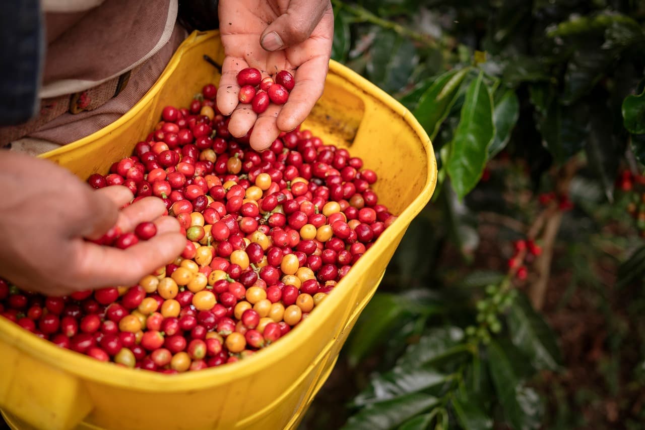 Cultivo de café colombiano, en el chat de Montelíbano