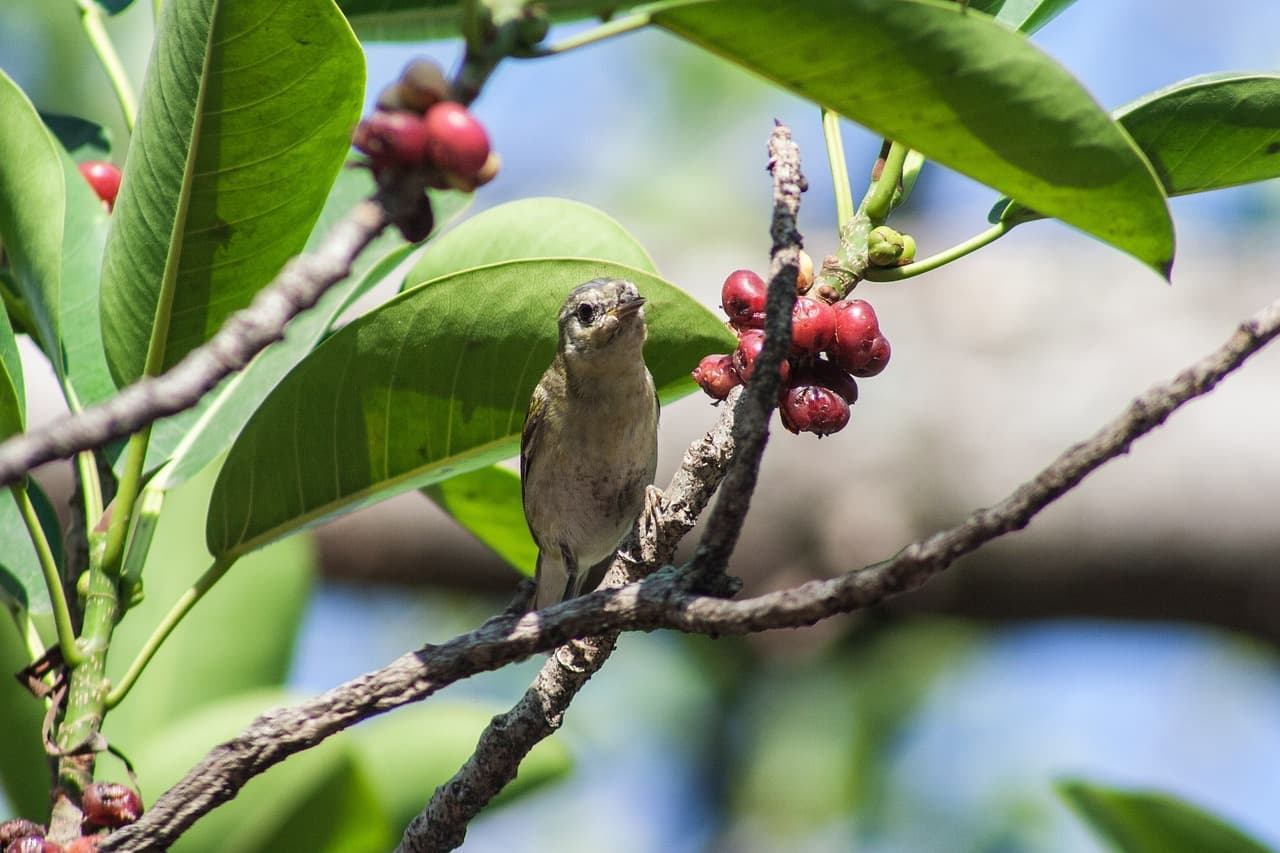 Aves en El Salvador, en el chat de San Miguel Oeste