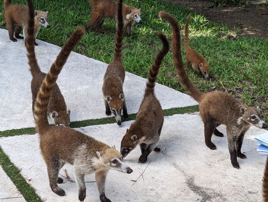 Sendero por la naturaleza, en el chat de Cotuí