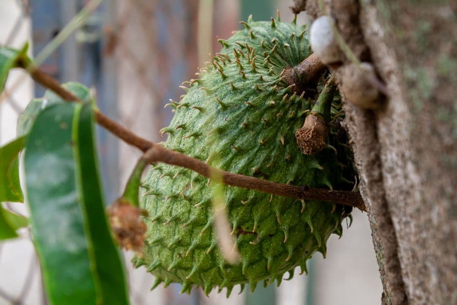Fruta de graviola, en el chat de Guanipa