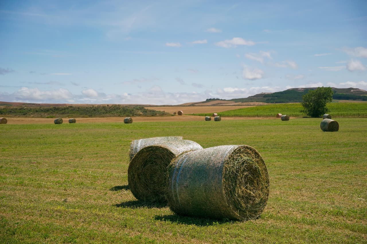 Campo de cosecha con hierbas, en el chat de Palencia