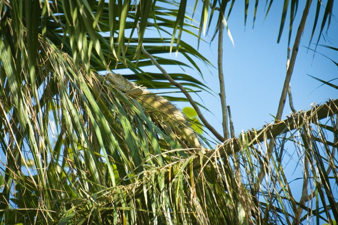 Pájaro posado en lo alto de una palmera, en el chat de La Lima
