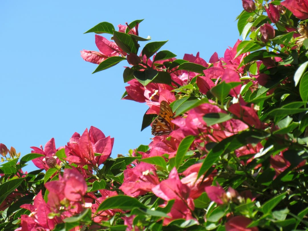 Primer plano de unas flores, en el chat de San Antonio