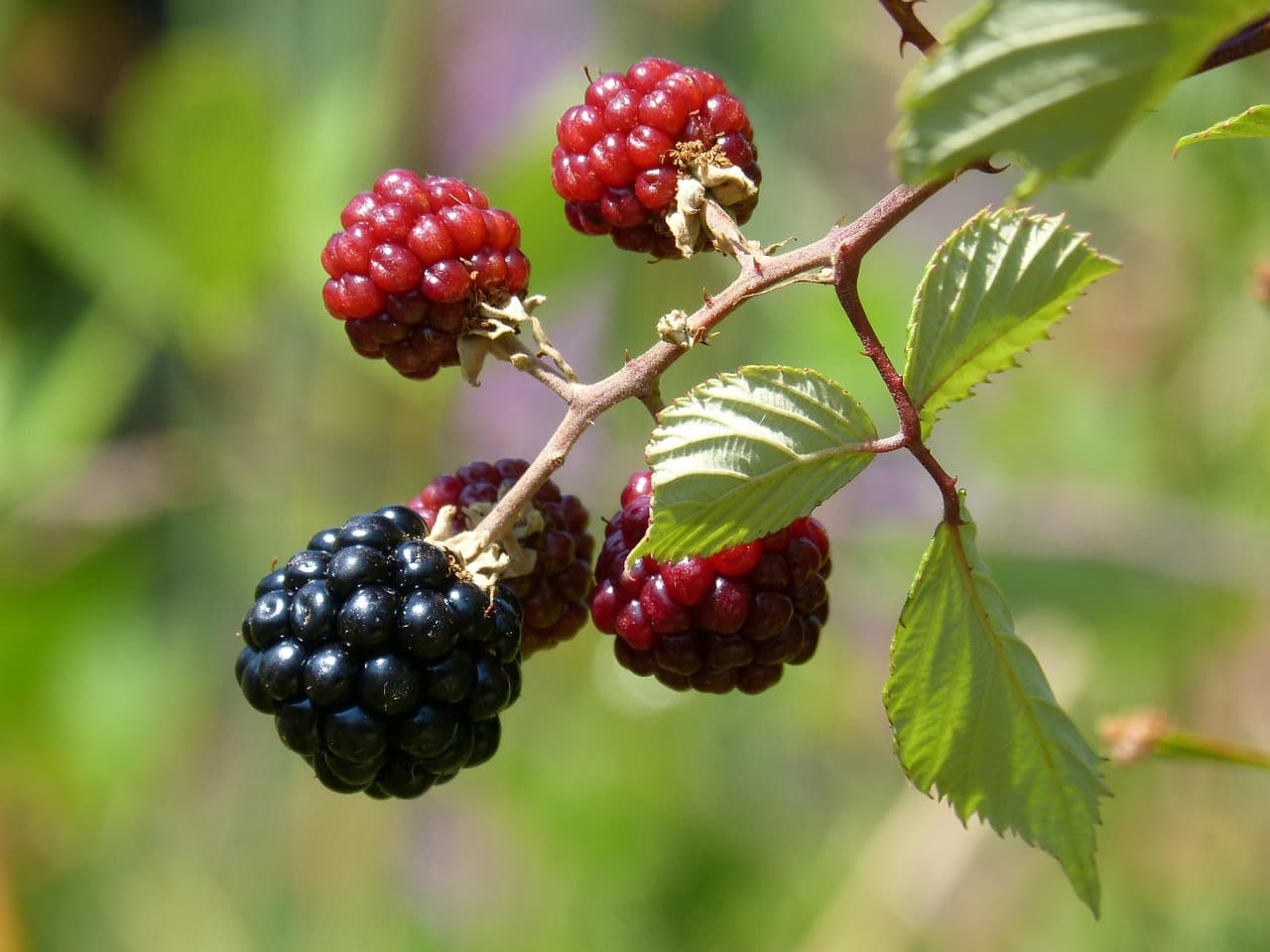 Moras, el fruto del bosque, en el chat de Mora