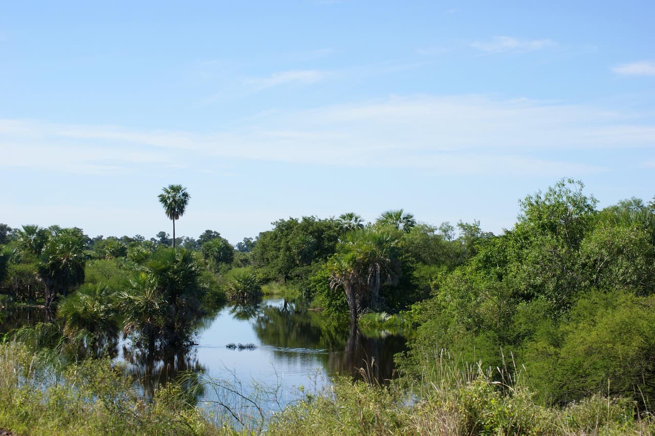 Humedal con agua y vegetación de selva, en el chat de Areguá