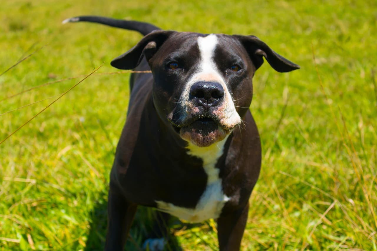 Cachorro de pitbull, mascota de la casa, en el chat de Tame