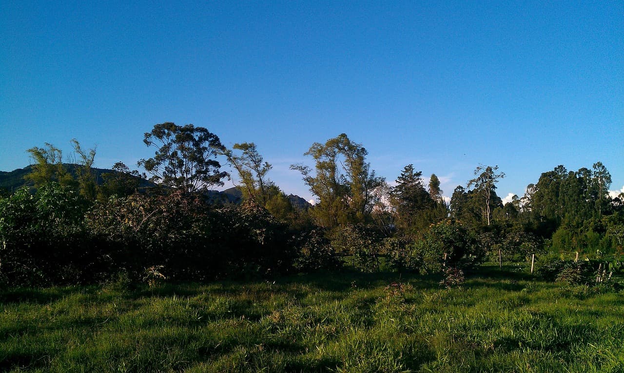 Selva verde y espesa, en el chat de La Ceja