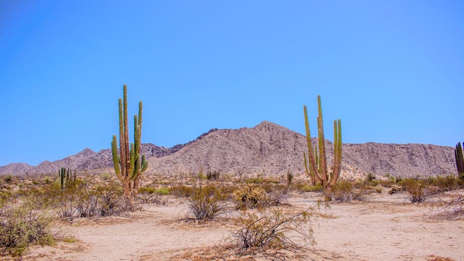 Cactus en un paisaje desértico bajo un cielo azul, en el chat de San Felipe