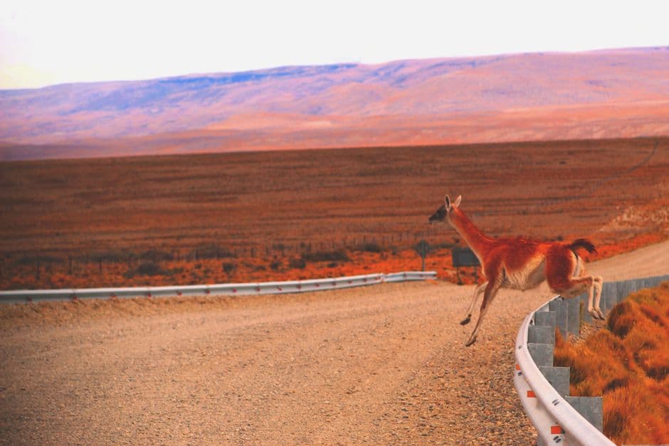 Ciervo saltando una valla en un camino de tierra, en el chat de Garupá