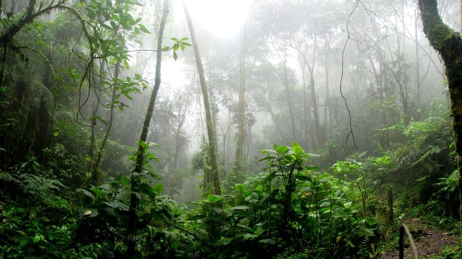 Selva rodeada de niebla, en el chat de San Antonio del Táchira