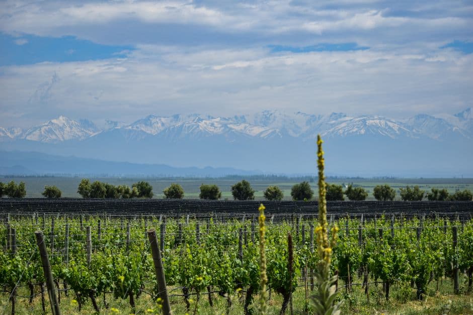 Viñedos en Mendoza con montañas de fondo, en el chat de Tunuyán