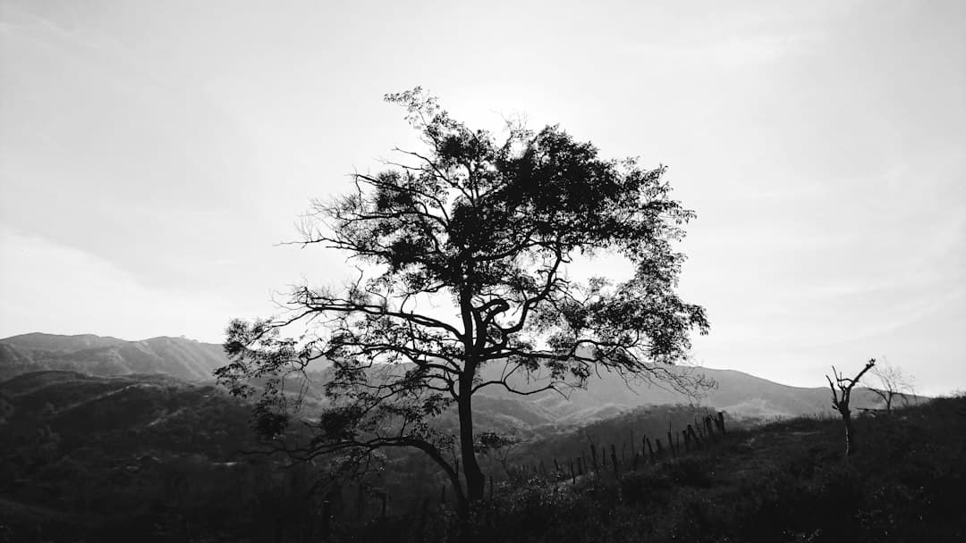 Árbol sobre una colina en blanco y negro, en el chat de Nirgua