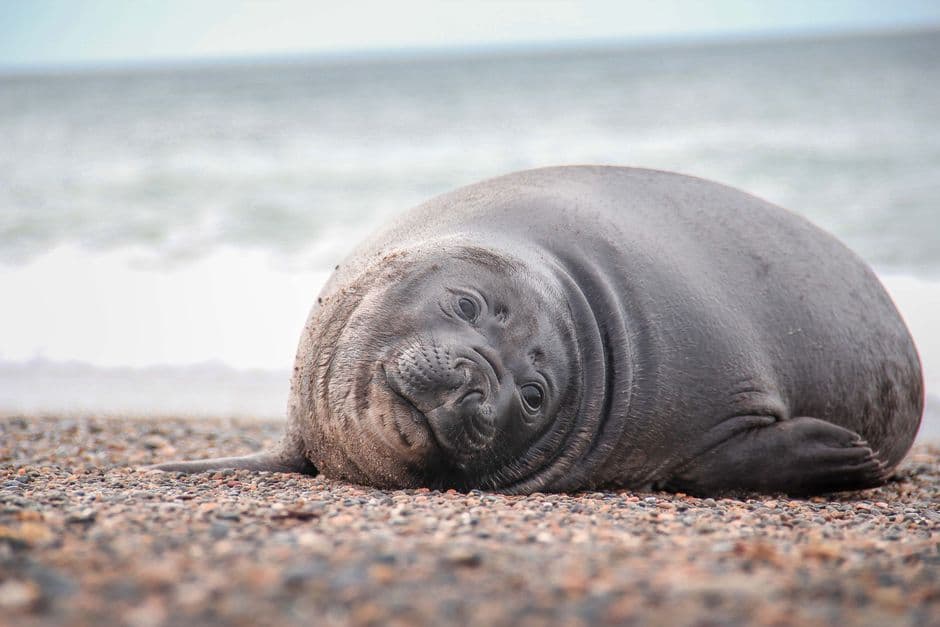 Lobo marino tumbado en la playa, en el chat de Punta Alta