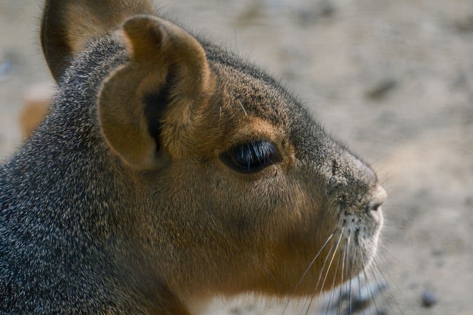 Primer plano de una mara de la Patagonia en un zoológico, en el chat de Sicuani