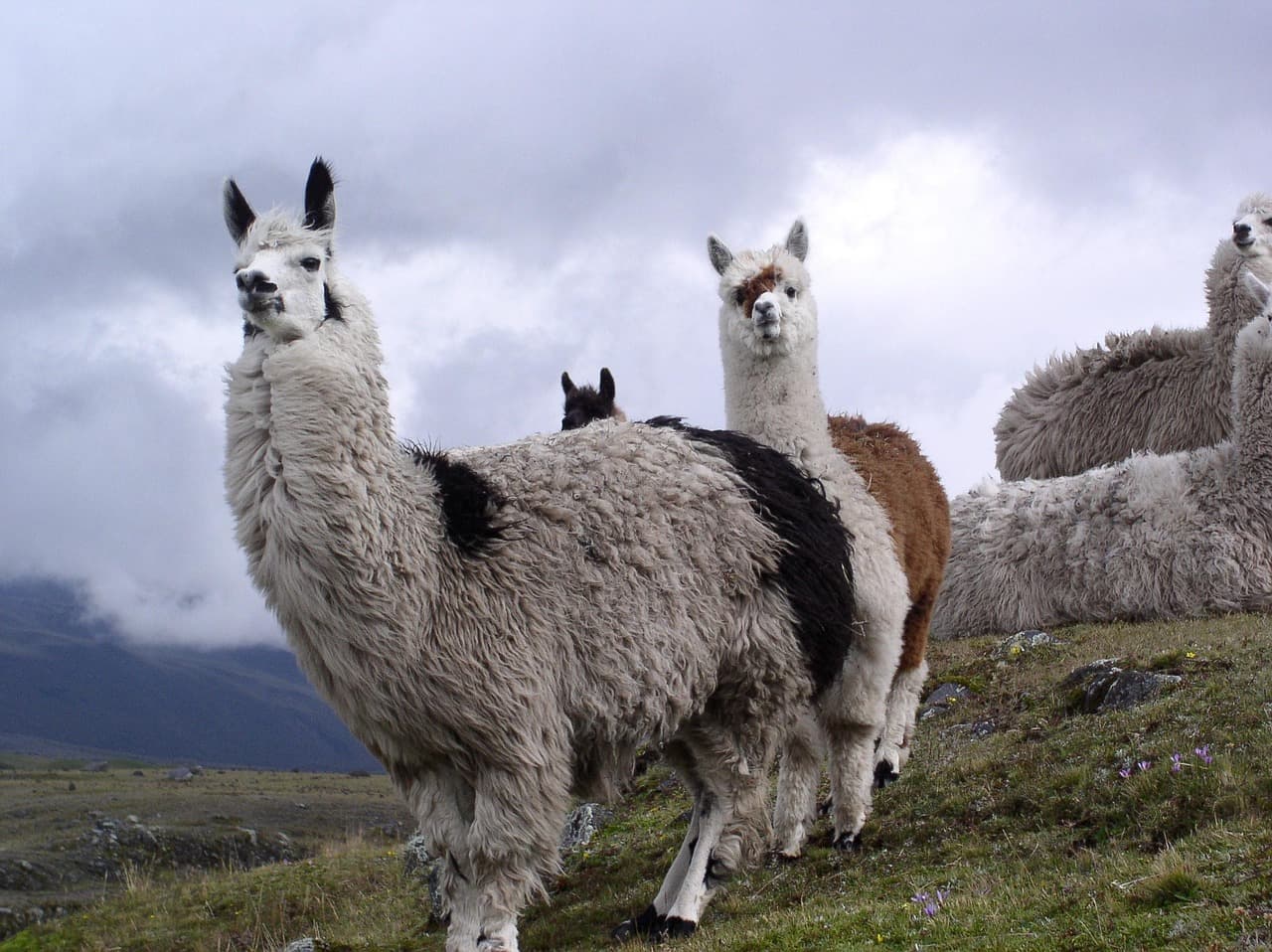 Llama en un paisaje de Ecuador, en el chat de Tulcán