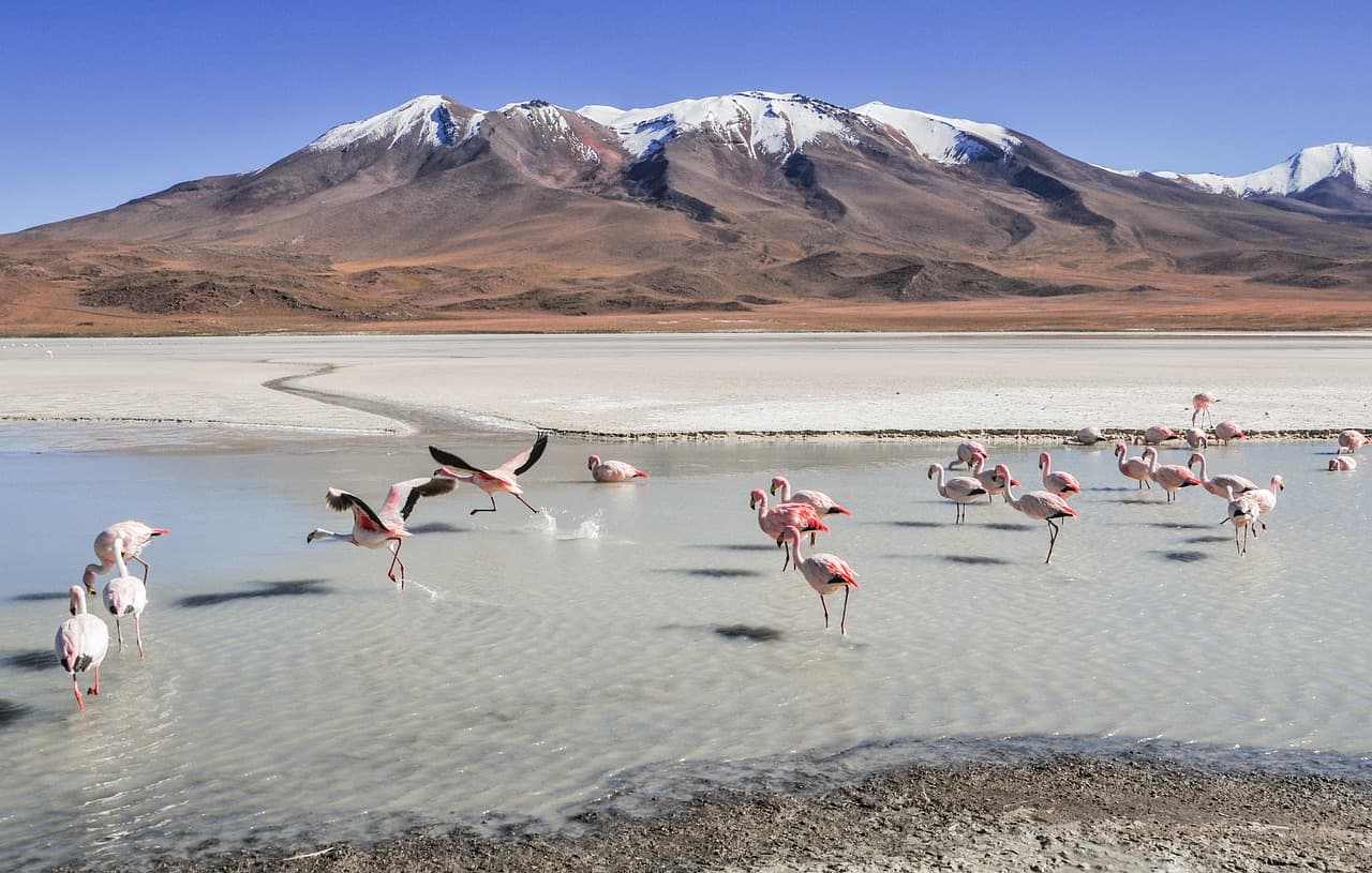 Flamencos en las lagunas de un paisaje de altura, en el chat de El Torno