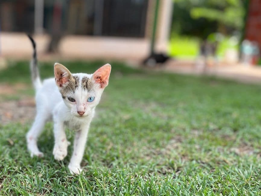 Gatito juguetón de ojos llamativos sobre la hierba, en el chat de San Estanislao