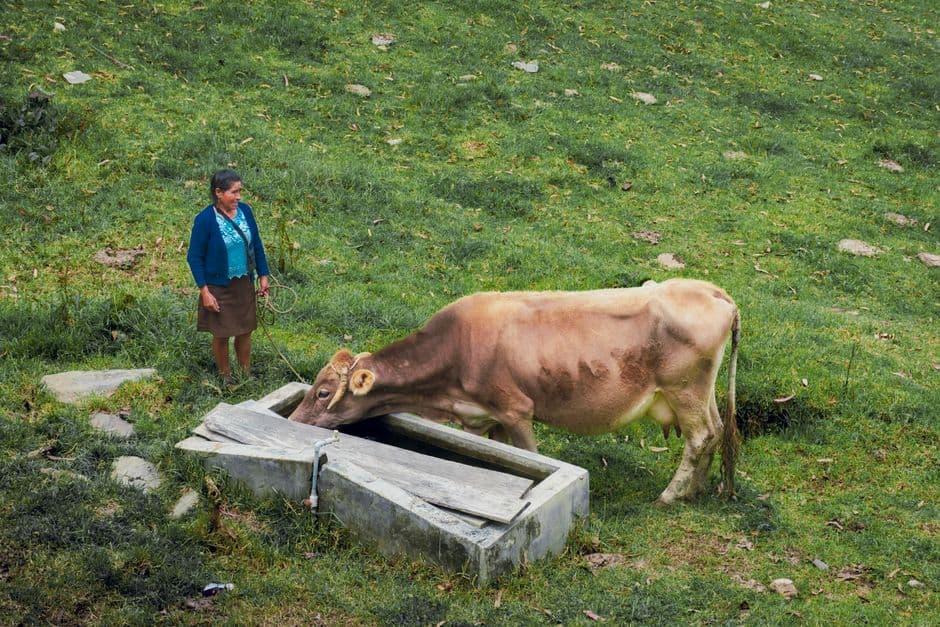 Mujer y una vaca bebiendo agua, en el chat de Chota