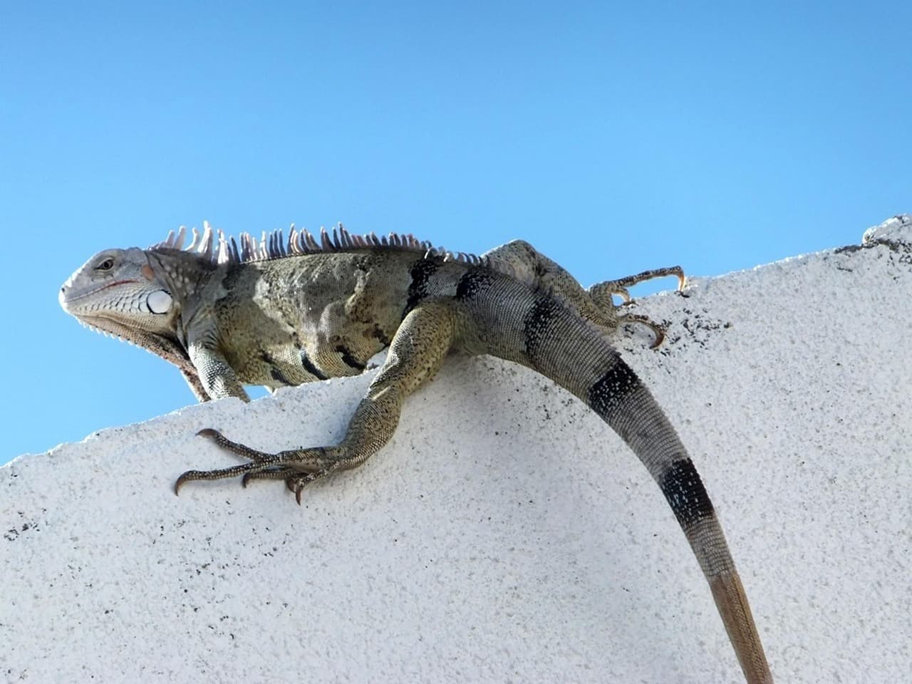Camaleón, un animal de la zona, en el chat de Adícora