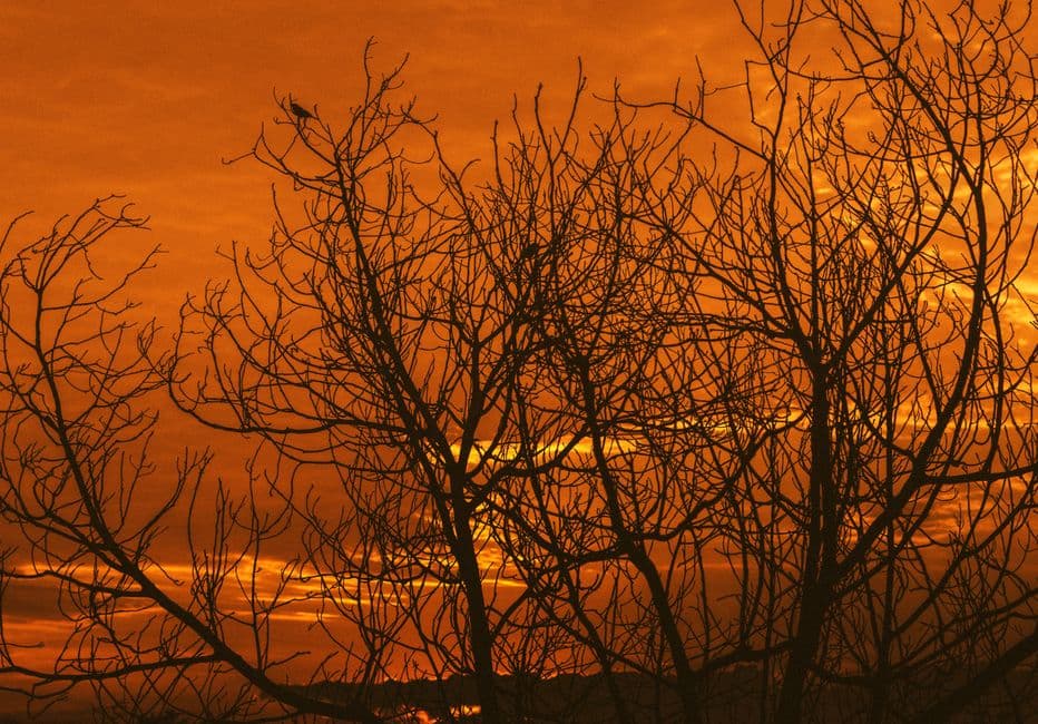 Ramas desnudas de árboles bajo un cielo anaranjado al atardecer, en el chat de El Carmen