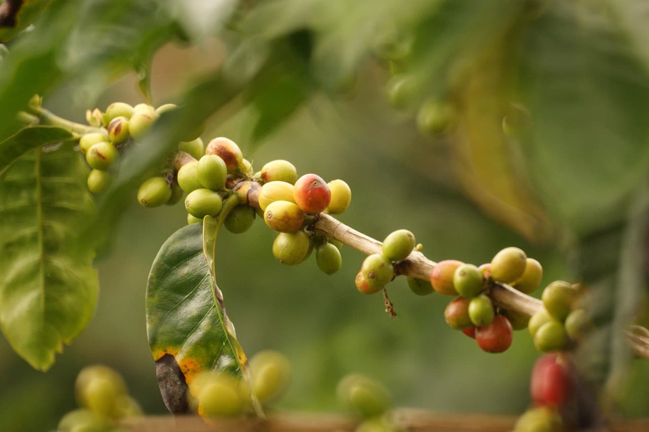 Paisaje cafetero de Colombia, en el chat de Chinú