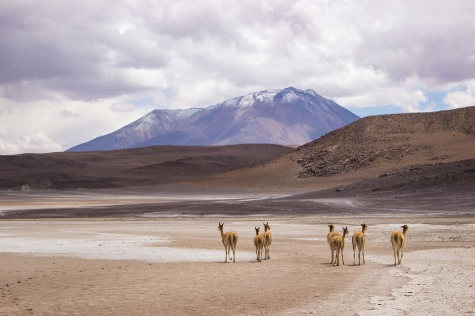Llamas en el desierto, en el chat de Colcapirhua