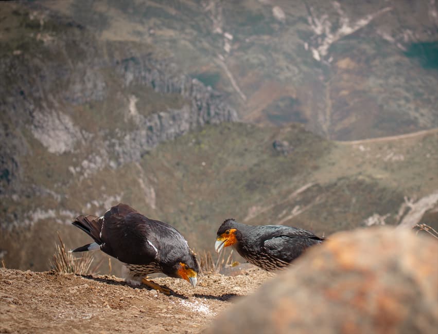 Aves negras sobre tierra marrón, en el chat de Guano