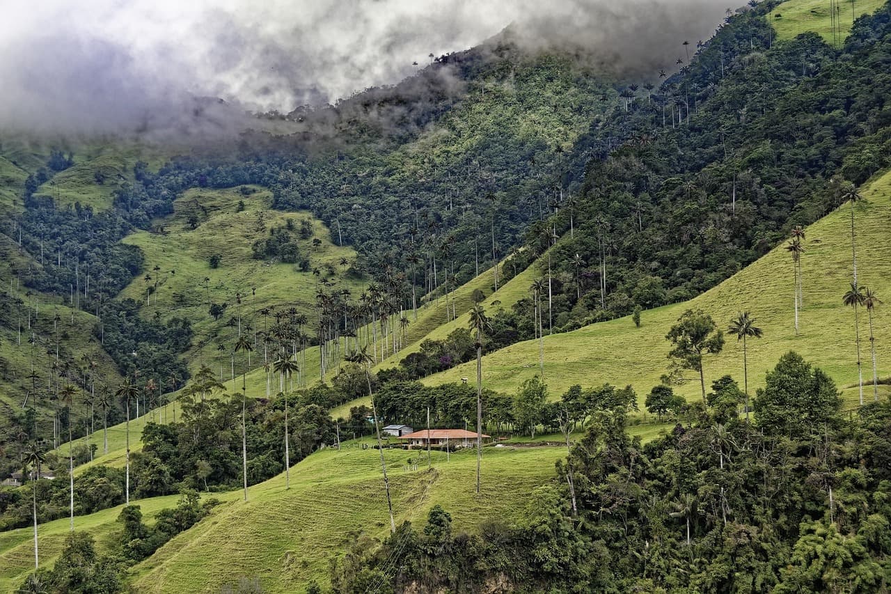 Bosque de palmas en Colombia, en el chat de El Tambo