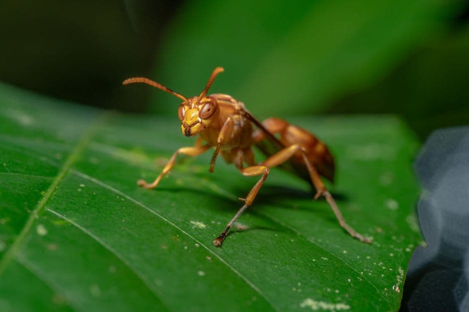 Primer plano de una hormiga sobre una hoja, en el chat de Waspán