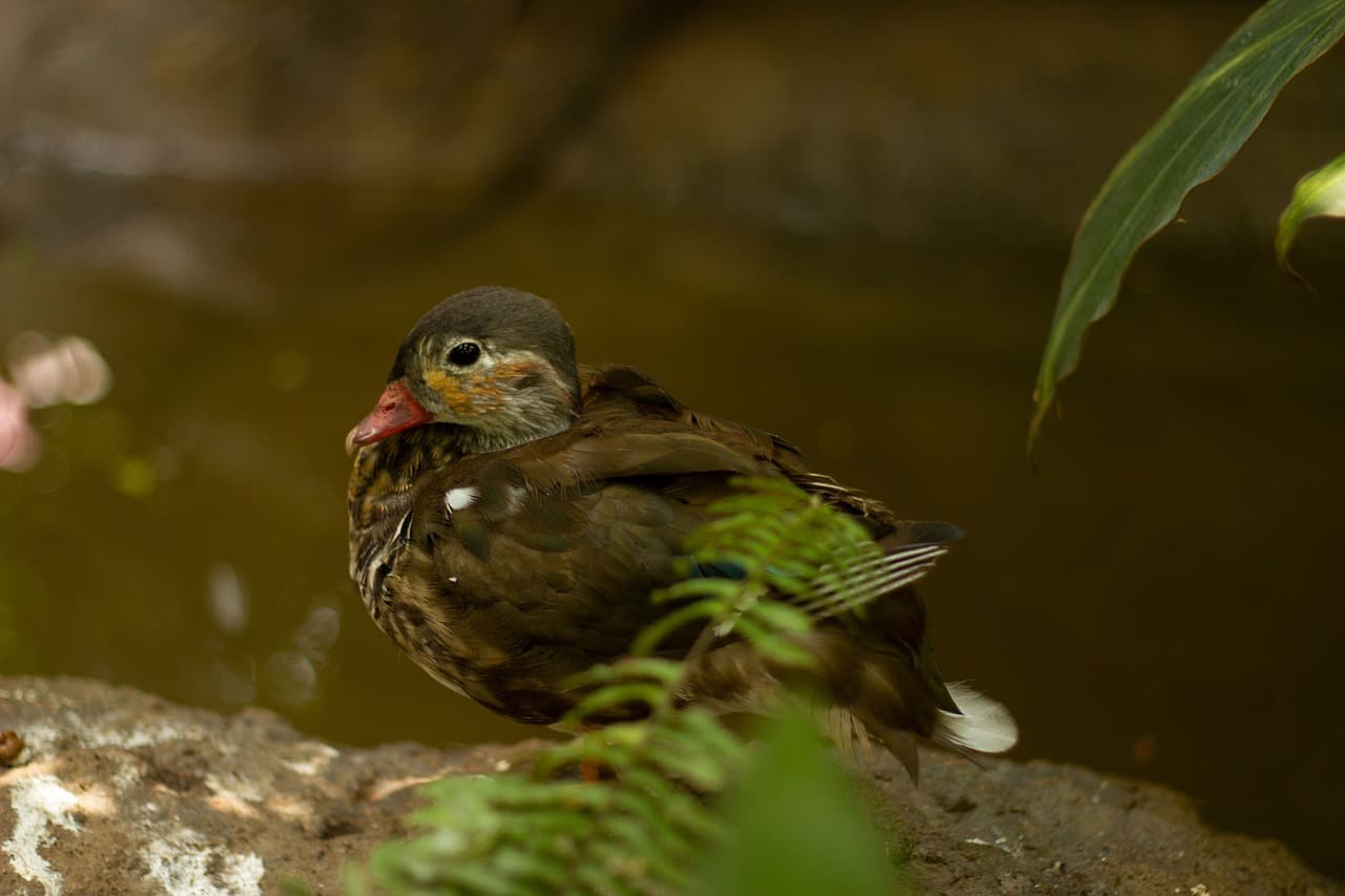 Pato en Guatemala, en el chat de Cantel