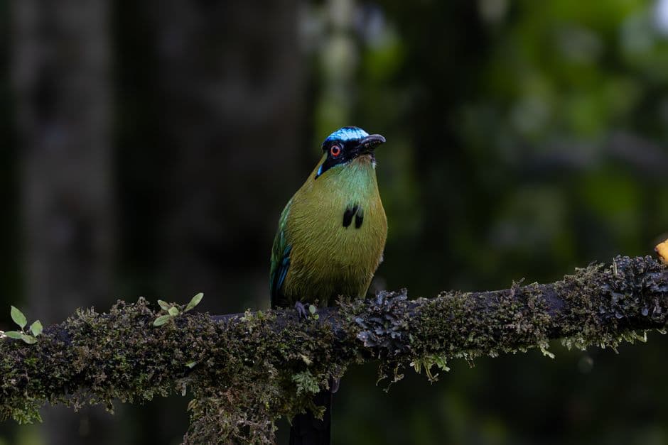 Momoto andino de colores vivos en la selva de Colombia, en el chat de Zarzal