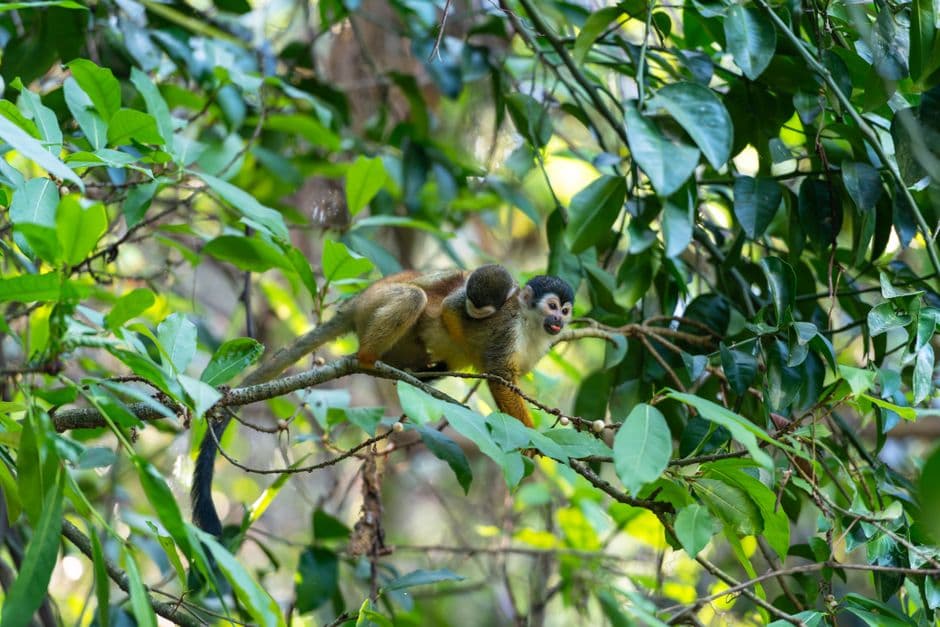 Mono ardilla en la copa de la selva de Costa Rica, en el chat de Uruca