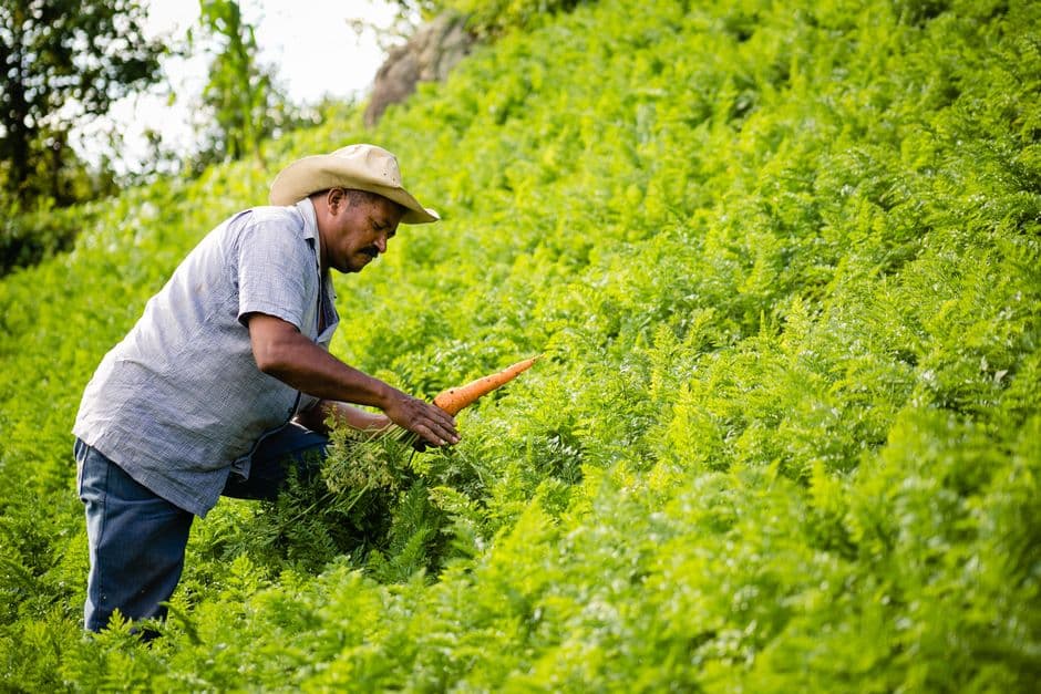 Agricultor cosechando zanahorias, en el chat de El Negrito