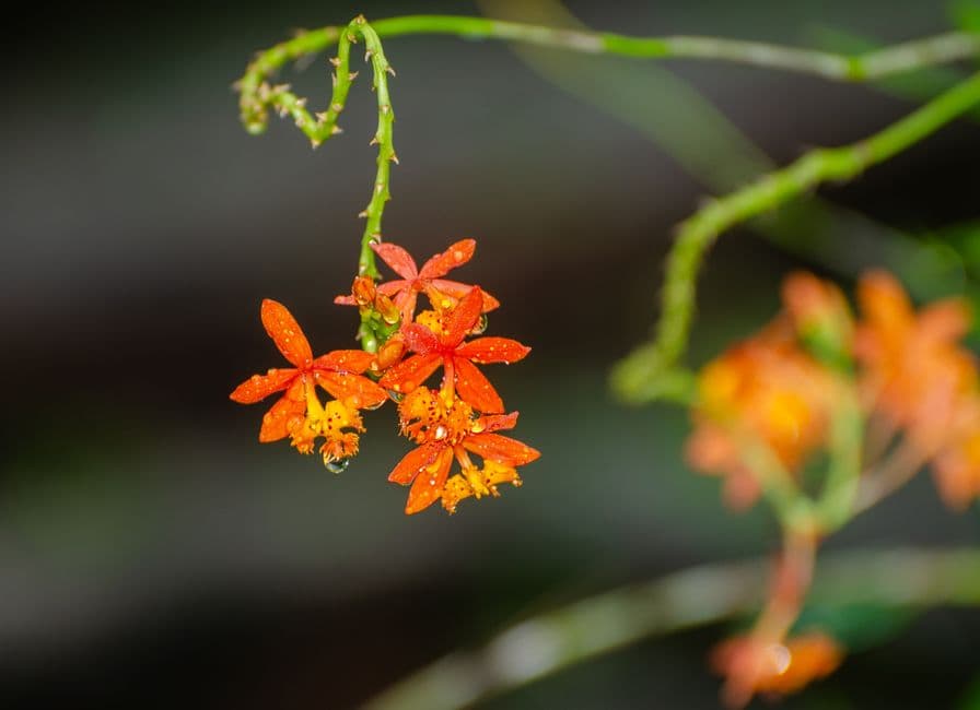 Flor naranja con gotas de agua vista de cerca, en el chat de Flores