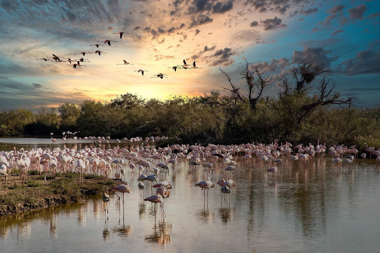 Flamencos al atardecer, en el chat de Pichanaqui