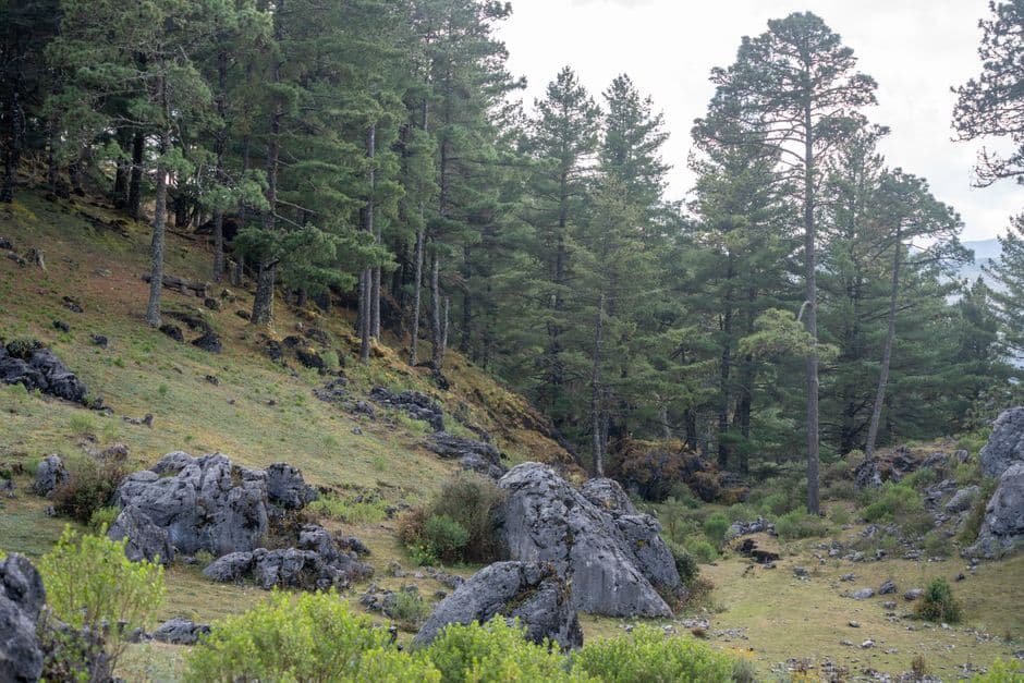 Bosque de pinos sereno en un paisaje de montaña, en el chat de San Sebastián Huehuetenango