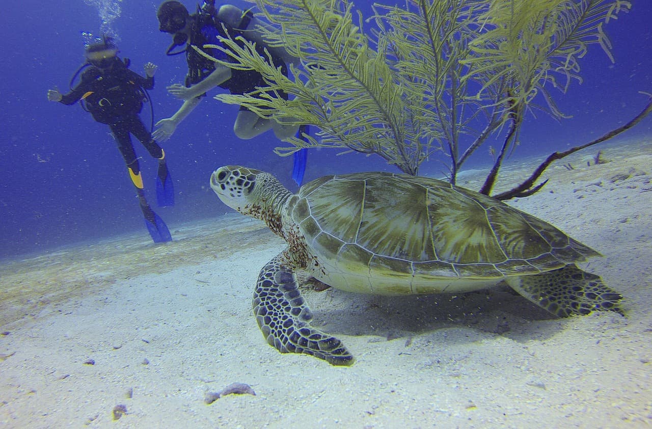 Buceadores explorando el fondo del mar junto a una tortuga, en el chat de Texistepec