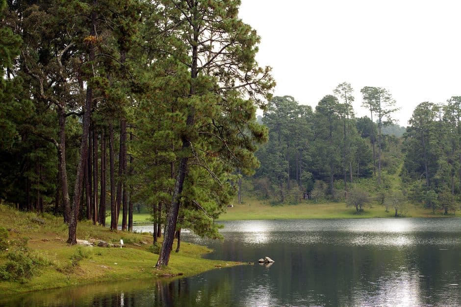 Lago rodeado de bosque verde, en el chat de Vista Hermosa de Negrete
