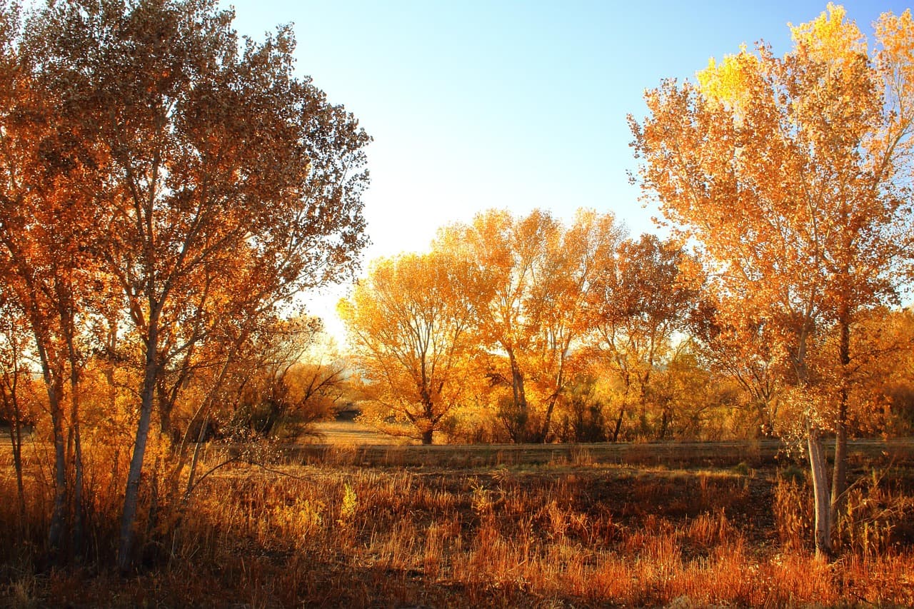 Árboles de un bosque al atardecer, en el chat de Ixtlahuacán del Río