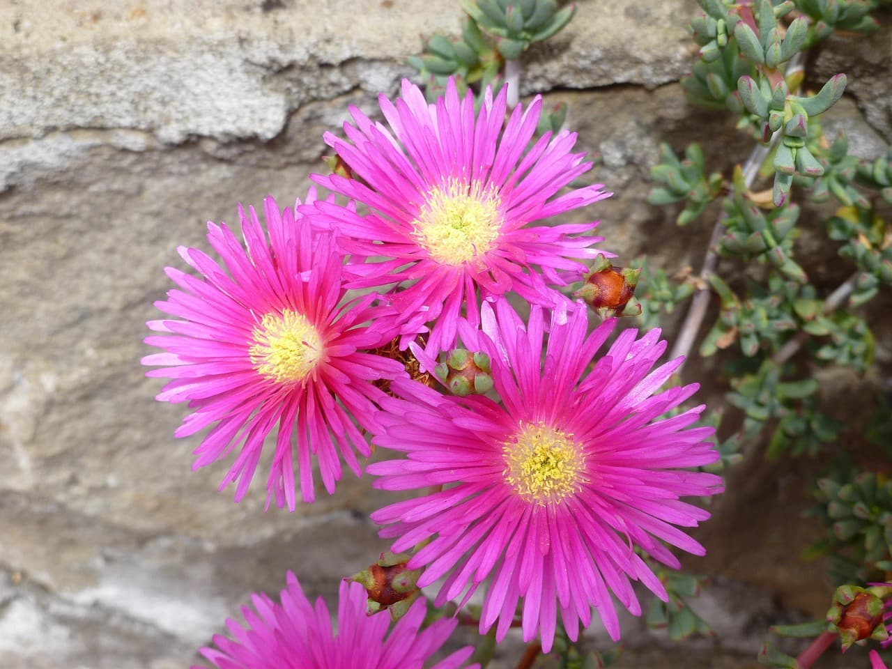 Flores de una finca cultivada, en el chat de Bella Vista