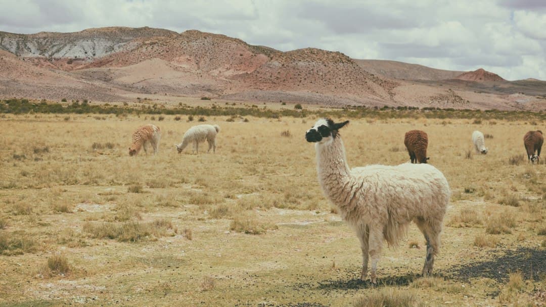 Llama blanca pastando sobre hierba marrón, en el chat de Tupiza