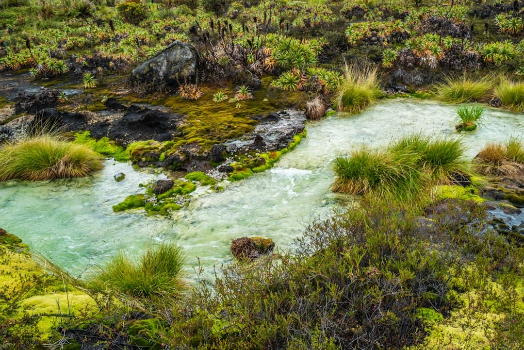 Río que atraviesa un campo verde y frondoso, en el chat de Miranda