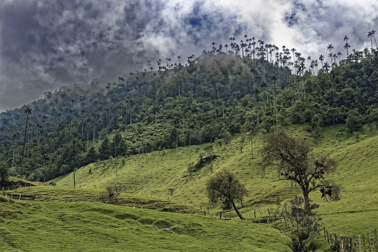 Bosque de palmas de Colombia, en el chat de El Charco
