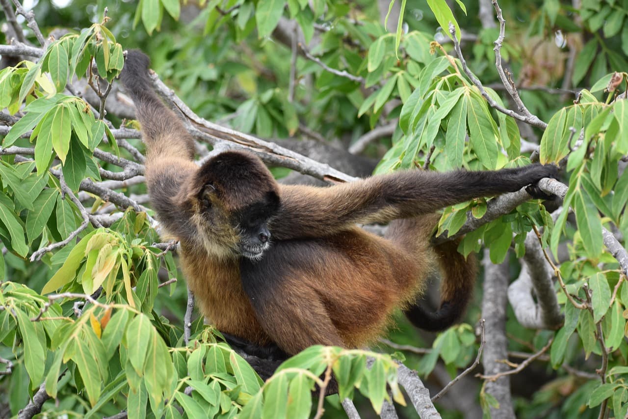 Un mono primate entre la naturaleza de Nicaragua, en el chat de Jinotepe
