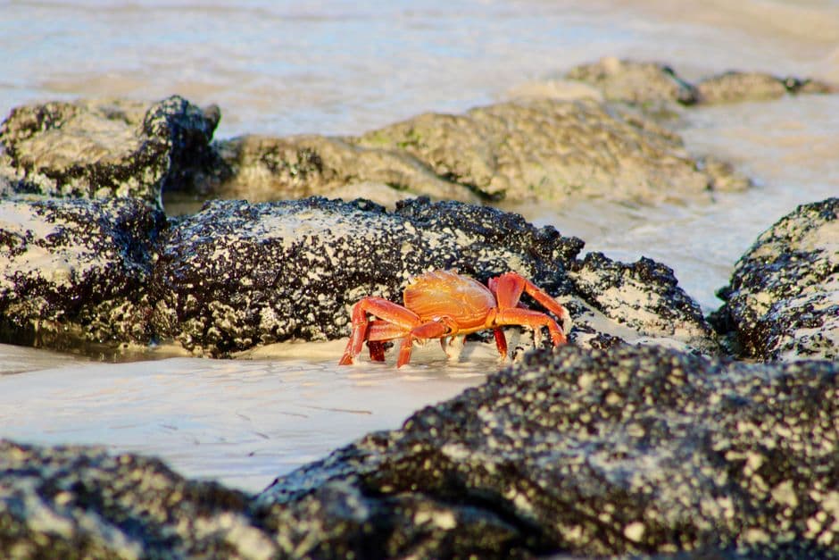 Cangrejo sobre una playa rocosa, en el chat de Velasco Ibarra