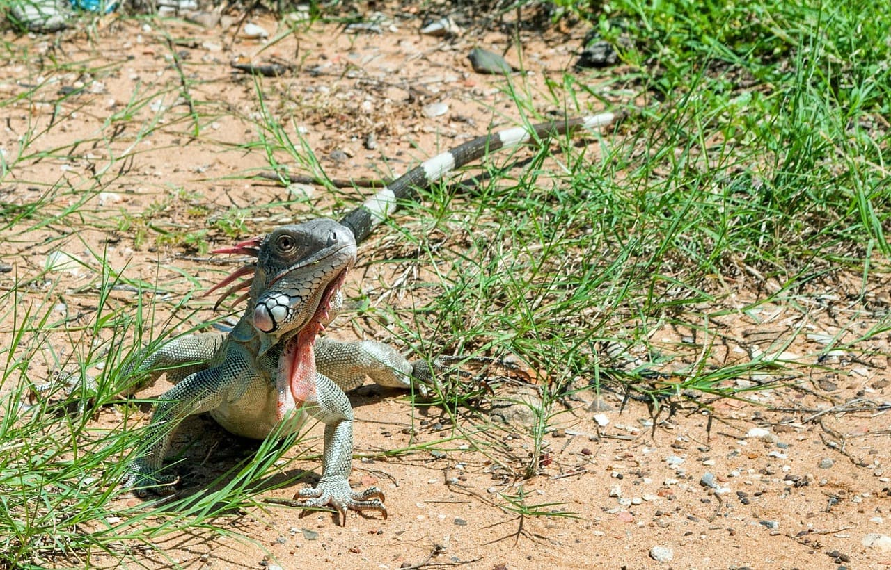 Iguana verde posada entre la vegetación, en el chat de Los Taques