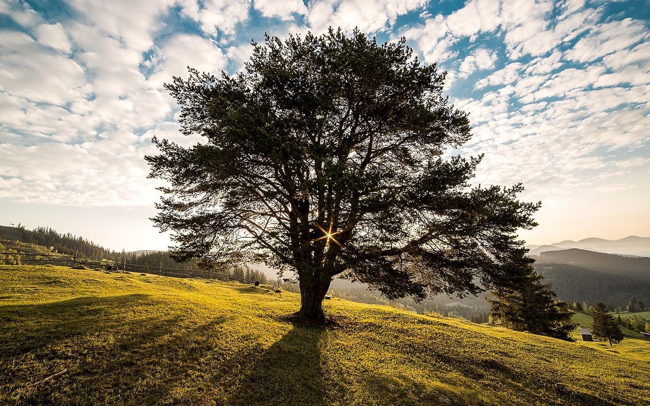 Pradera con un árbol al amanecer, en el chat de Somoto