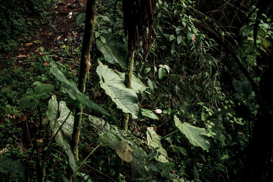 Foto de Durán