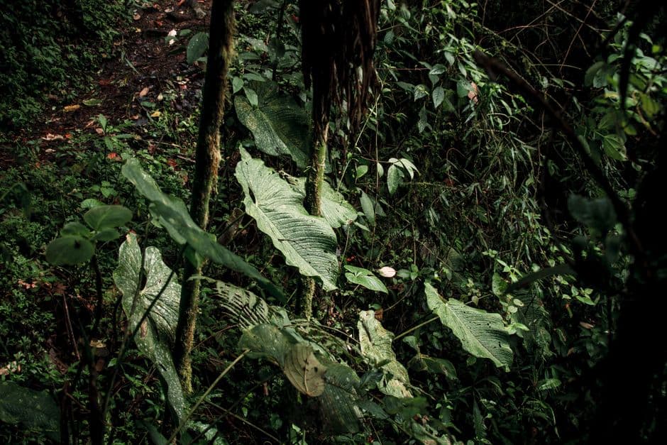Suelo de selva húmeda con vegetación densa y hojas verdes, en el chat de Durán