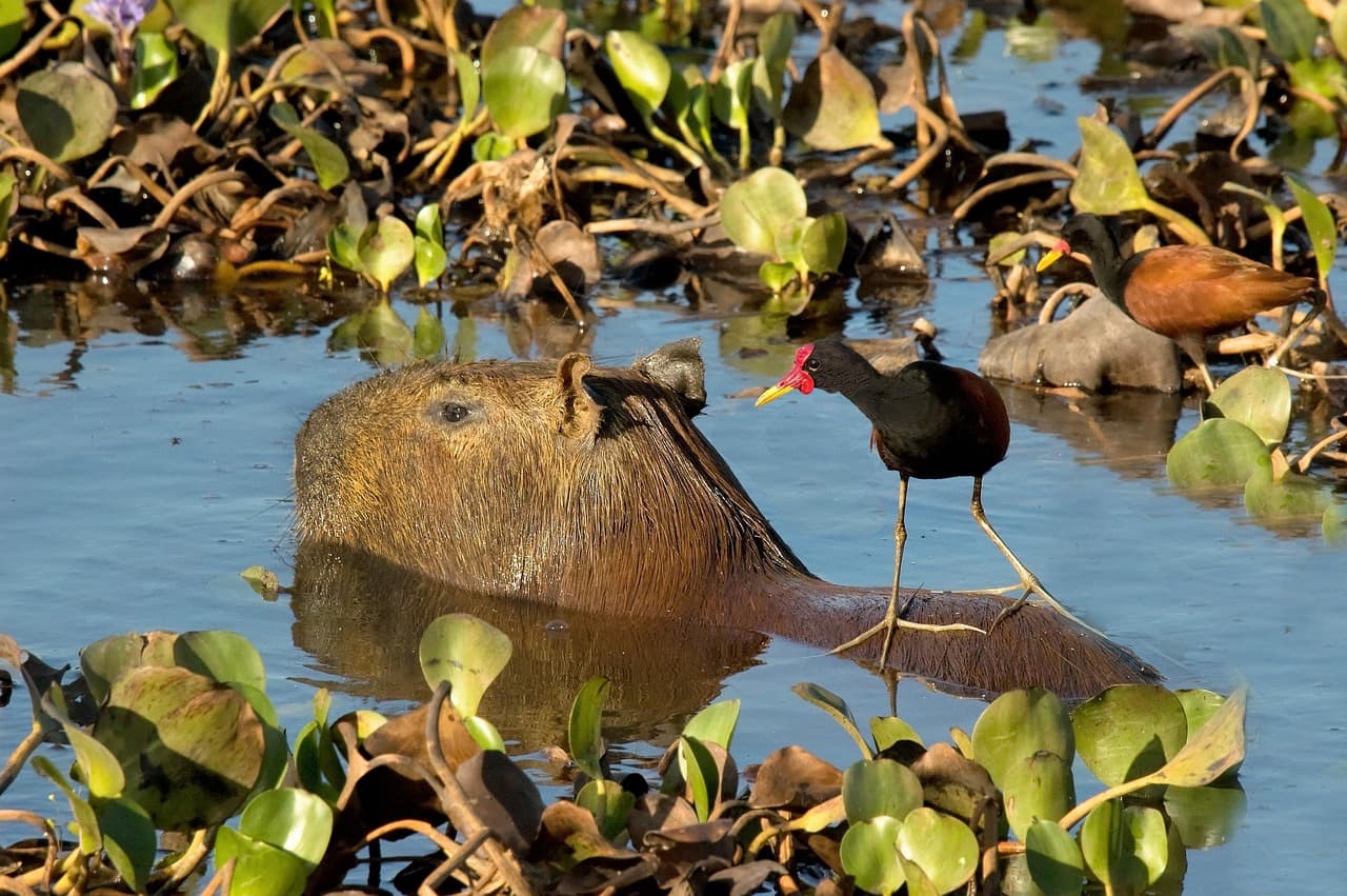 Capibara junto a una jacana y un taxi estacionado, en el chat de Rojas